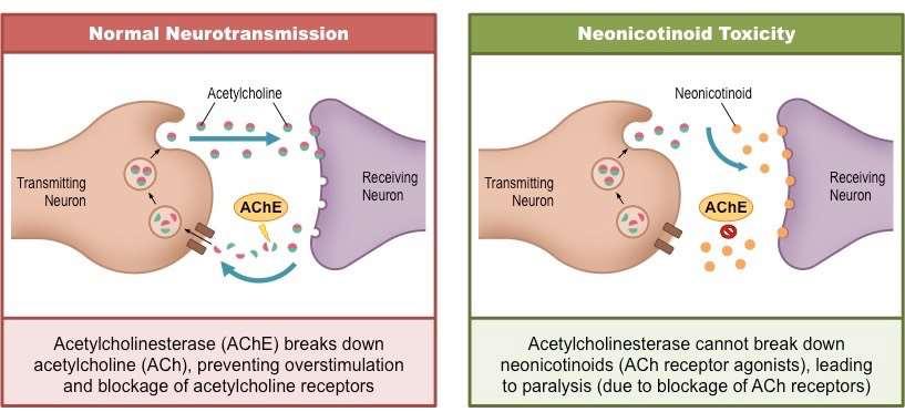 Verkningssätt- Neuroner Neonikotinoider verkar som antagonister mot