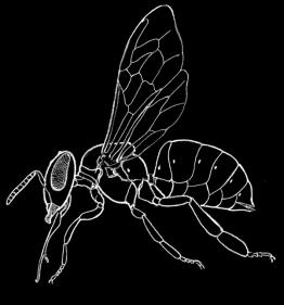 Patogener på honungsbin (generellt) KVALSTER Acarapis woodi (Acariosis) Varroa destructor (Varroasis) Tropilaelaps clareae HYMENOPTERA Vespa velutina (Asian hornet) SVAMPAR Nosema apis (Nosemosis)