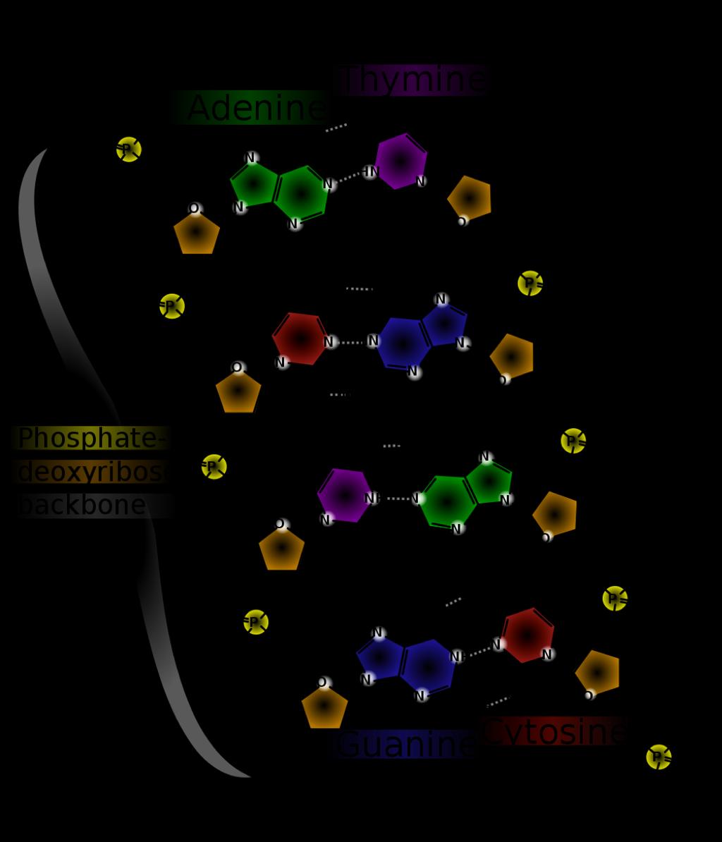 DNA-molekylens uppbyggnad 2 strängar/kedjor: Varje DNA-molekyl består av 2 strängar/kedjor som är virade runt varandra och bildar en s.k. dubbelhelix (dubbelspiral).