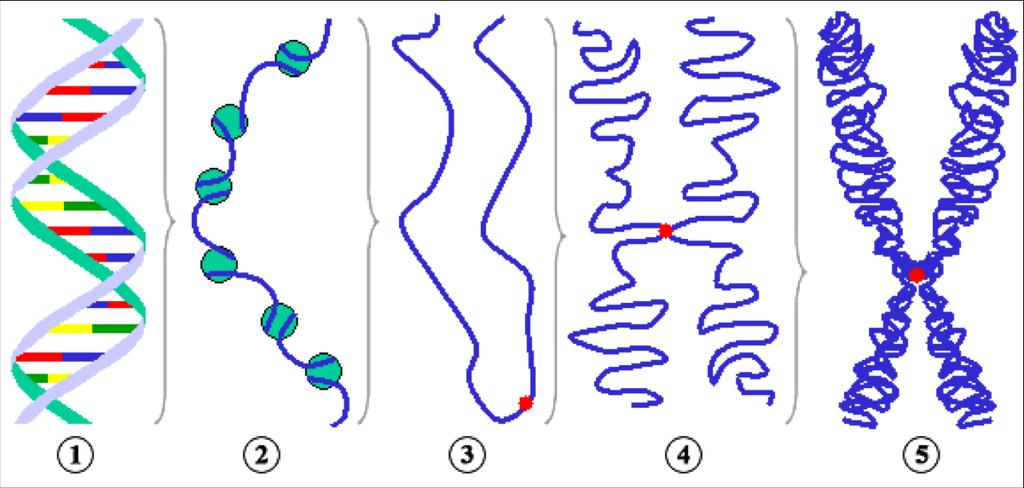 Kromatin, kromosomer och kromatider DNA-molekyl (bild 1): En DNA-molekyl är en lång molekyl som består av två kedjor/strängar som är lindade runt varandra i form av en dubbel-spiral (dubbel-helix).