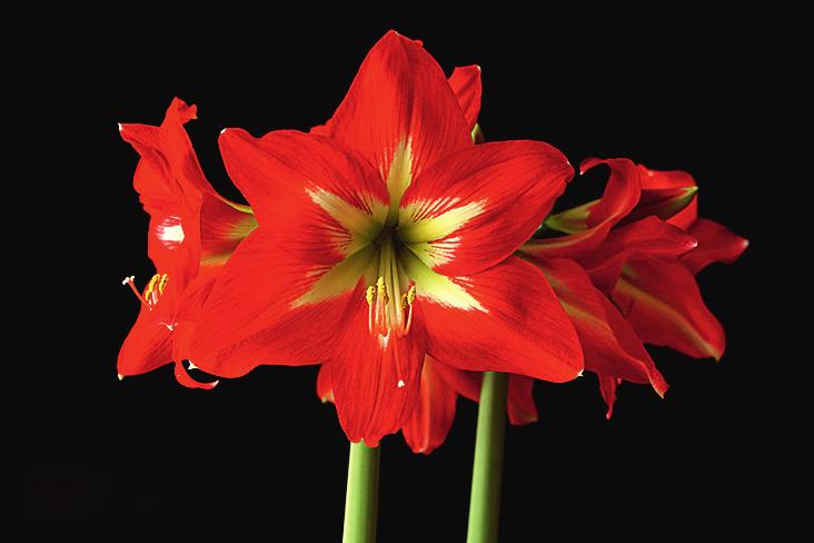 God jul till dig från oss! Vi vill önska alla våra hyresgäster en riktigt God Jul med en vacker amaryllis som du kan hämta hos Åsby Floristen eller Åsby Hem och Trädgård.