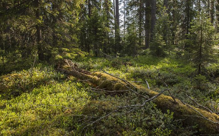 Foton: Ola Jennersten ONSDAG 10 APRIL Skogens hemligheter - miljöfilm och samtal med Claes Andrén