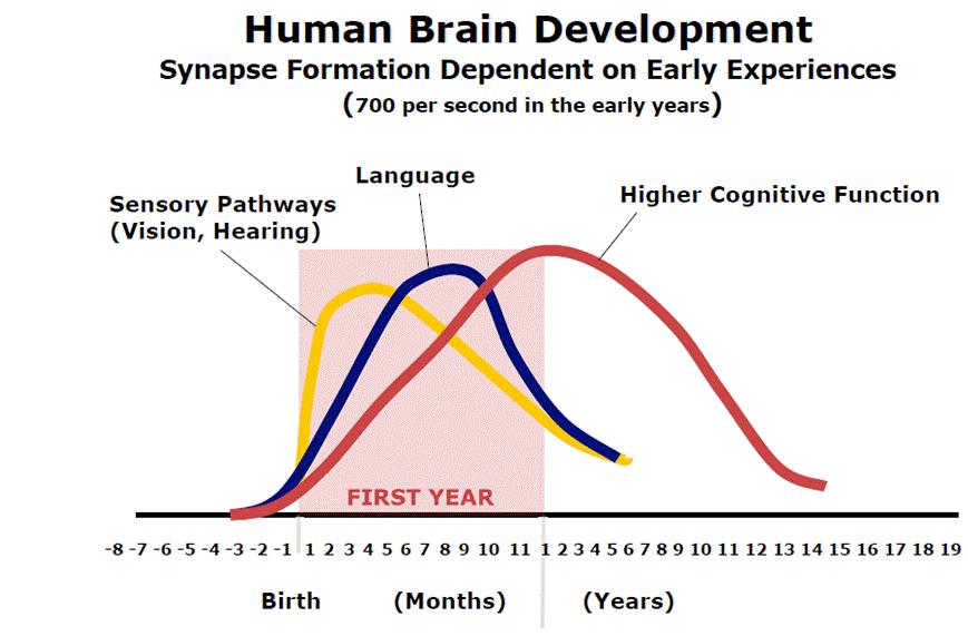 De tidiga åren Nelson, C. A. (2000). The Neurobiological Bases of Early Intervention.