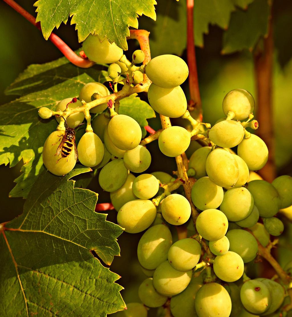 samling 3 - frid Samling 3 - Andens frukt är frid Andens frukt däremot är kärlek, glädje, frid, tålamod,