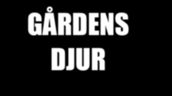 GÅRDENS DJUR På en 4H-gård brukar det finnas olika sorters lantgårdsdjur och de flesta är av svenska lantraser.