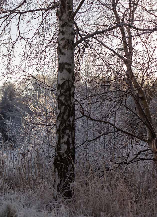 31.03 4 söndagen i fastan, Livets bröd Högmässa kl. 11.00 i S:t Görans kyrka, Katarina Gäddnäs, Guy Karlsson. S:t Mårtenskören. Kyrkkaffe. Mässa i Taizéanda kl. 18.