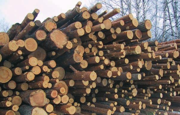 I en passage producerar HewSaw noggrant sågat virke och högkvalitativ cellulosaflis. Kurvsågningsfunktionen garanterar maximalt sågutbyte. HewSaw klarar både barr och lövträ.
