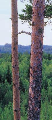 VEISTO GROUP Finland Veisto Oy (Huvudkontor) Yrittäjäntie 1, FIN-52700 Mäntyharju Tel. +358 15 770 311 Fax +358 15 770 3295 E-post sales@veisto.