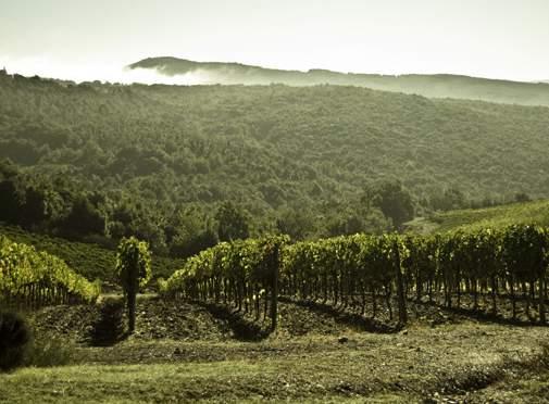 Idag har Villa Poggio Salvi 21 hektar vingårdar i Montalcino, alla planterade med kloner av Sangiovese Grosso.