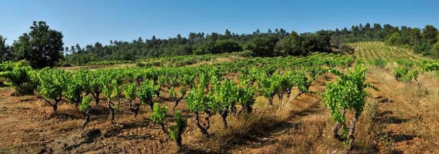 RAVIORE & FILS Méditerranée En krispig och ungdomlig sällskapsrosé med den