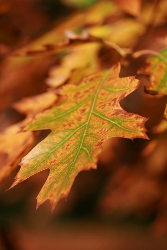 Primärvårdsforum 6 november Systematiskt