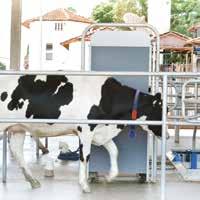 4 DeLaval avskiljningsgrind DSG2 och DSG3 skiljer av kor från den övriga besättningen efter mjölkningen.