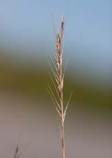 Hönshirs Echinochloa crus-galli Storven