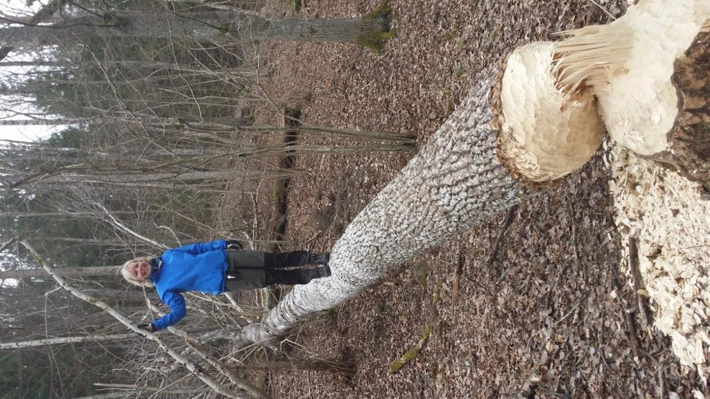 Det vackra naturreservatet i Skjulsta med sina olika biotoper är väl värt ett besök och vi lovar våra besökande grupper många spännande