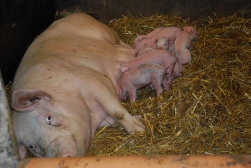 Värmestress hos grisar Så upptäcker du värmestress Smutsiga djur Minskat foderintag Sämre tillväxt och mjölkproduktion Försämrad reproduktion Risk för värmestress?