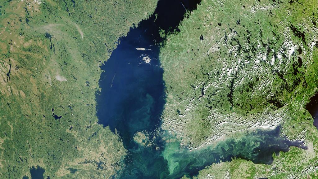 Sentinel-3 OLCI true color image showing algal blooms in the Baltic Sea on