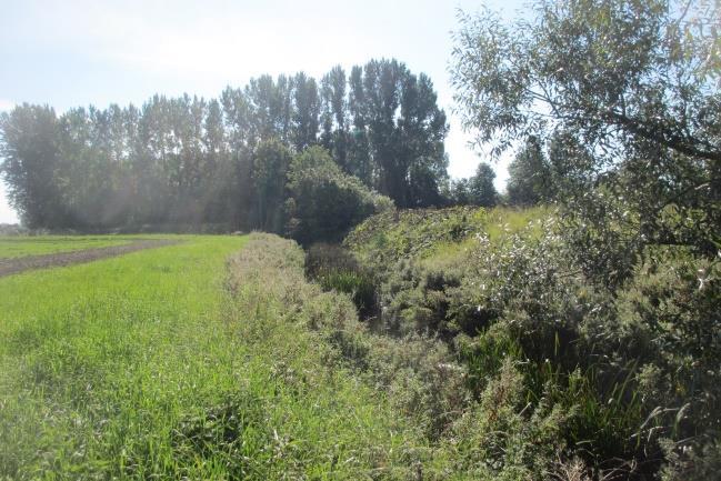 Vänstra bilden: uppströms Trulstorpsvägen växer en del vegetation i
