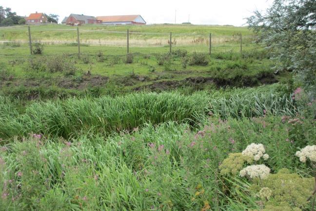 Det är inte mycket beskuggning av ån, vilket leder till tät vegetation i åfåran längs långa sträckor (se översiktskarta