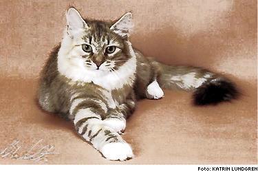 Allergivänlig katt? Uppfödarna tror att allergivänligheten beror på att sibiriska katter saknar proteinet Feline F1.