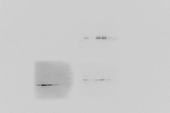 Mirosome 2/3 Surose (%) 3/4 4/5 5/6 Pellet H + -ATPse Plsm membrne V type-atpse Tonoplst Bip ER Arf1 Golgi Supplementl