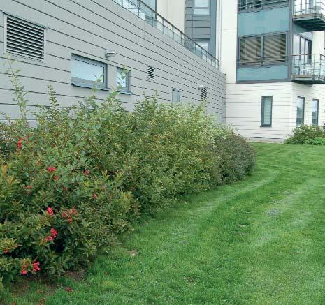 Bruksbuskage BUSKAR OCH HÄCKAR Betecknar buskar som har funktioner för lä eller rumsavgränsning och för lek. De har ofta även prydnadsvärden som blomning m.m. Buskaget kan antingen vara ensartat eller bestå av flera olika arter.