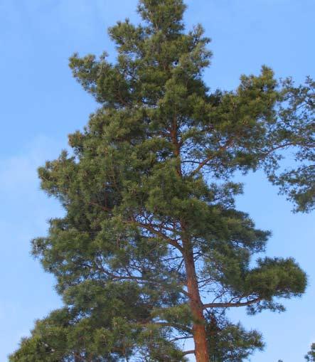 Många klasser antog trädutmaningen Text: Mattias Iwarsson, Centrum för biologisk mångfald Många klasser antog utmaningen från klass 4 B i Haninge om att mäta träd.