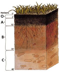 Kolbalansen i marken styrs av fotosyntes