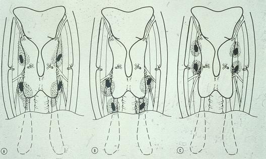 Glandular symmetry Superior glands