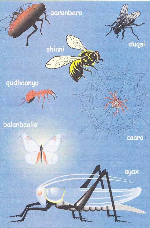 Ny bild ur NO, åk 2 (2001: 23), Hargeysa resp.
