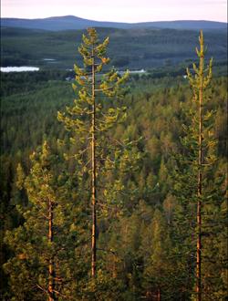 I skogen finns biomassan - inte i jordbrukssektorn! Varför förgasning?