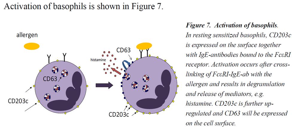 CD-sens / BAT, basofil activation test Morgondagens test