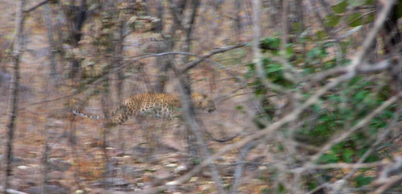 SWED-ASIA TRAVELS LEOPARDER OCH MAHARADJAPALATS I INDIEN Leopard fångad i flykten - Foto; Kjell Borneland, Swed-Asia Travels 2018 Leopard; (Panthera pardus) på hindi: Tendua, Cheeta, Guldar.
