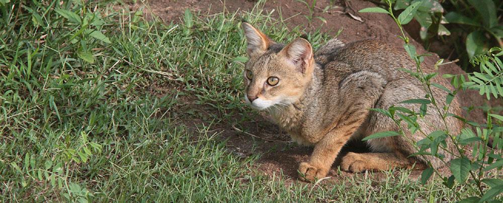 Vi kommer att traska i ångande regnskog på högplatån. Vi kommer att åka på safari efter jakt på leoparder och elefanter.