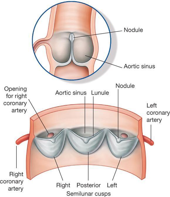 Anatomi normala aortaklaffen Tre semilunar cuspar