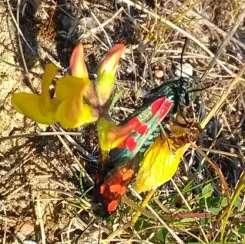 käringtand, prästkrage, gökärt 1,5 2018 Käringtand 1,0 Blommande käringtand i