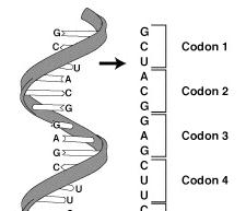 Genetic Code: