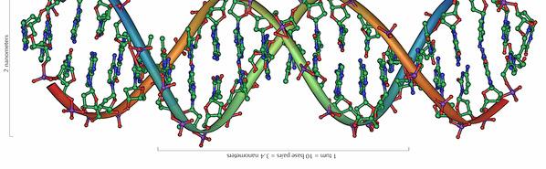 A little convention for convenience Let us use a straight line from now on to represent a DNA