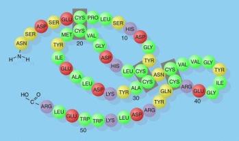 Information Flow During Protein Synthesis Gene DNA 3 5 e 5 1 e 2 e 3 e