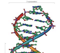 DNA: A Double Helix Phosphate Group Sugar Nitrogenous Base 5