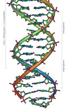 Complementary Base Pairing Rule: A T C G Double Helix in 3D G