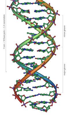 Cytosine Guanine Thymine Phosphate Group Sugar Nitrogenous Base A