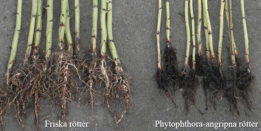 Vanliga skadegörare Phytphtora-rotröta