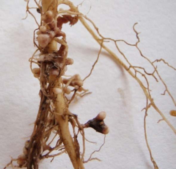 Baljväxter bidrar med många funktioner Biologisk kvävefixering, till nytta för baljväxten