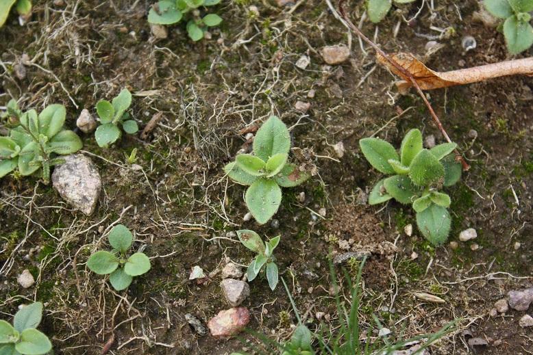 För darrgräs, jungfrulin, svinrot och ängsbräsma anges inte grobarheten i procent. Detta eftersom vi hade svårt att räkna antal frön för dessa arter före insådden.