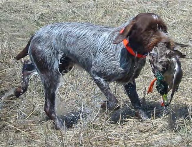 7 Kropp: Kroppslängden skall markant överstiga mankhöjden (från 1/20 till 1/10). Det är viktigt att hunden inte blir för kvadratisk.