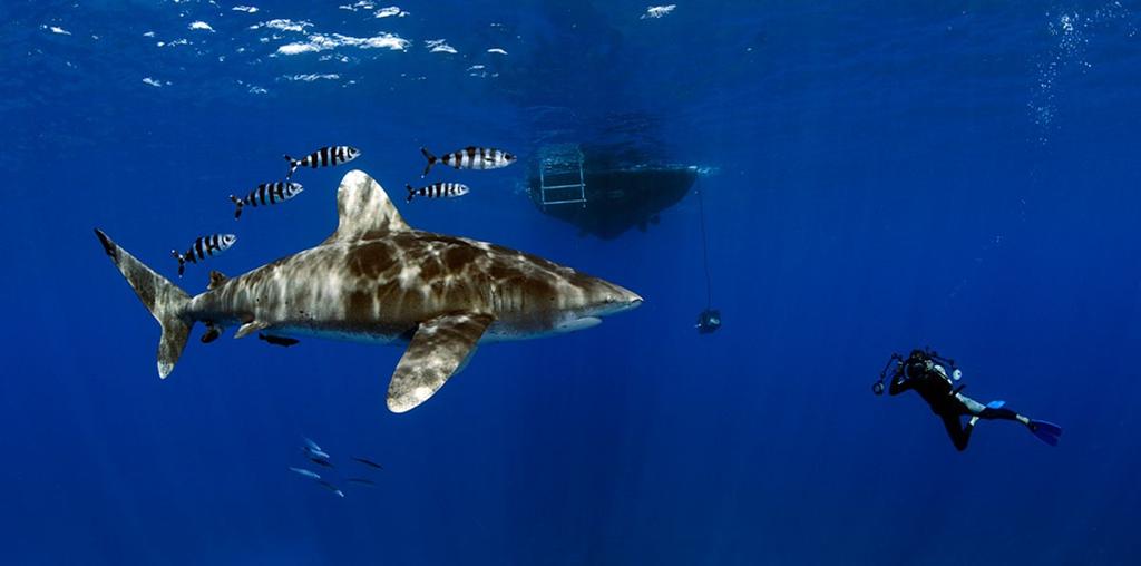 Cat Island Cat Island är den sista fästet för den vilenade oceanhajen på planeten.