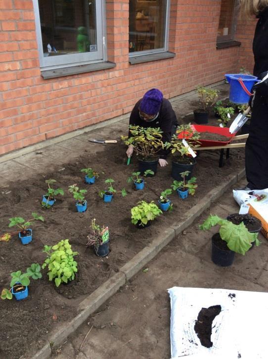 För att plantera måste man först gräva en grop