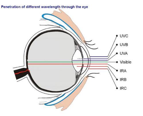 Optisk strålning Effekter på ögat Bländning UV-strålning (osynligt ljus) Kortvarig exponering: Fotokeratit/Svetsblänk
