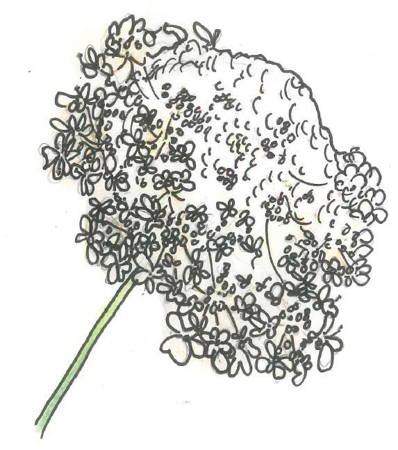Campanulaceaes ofta tratt- eller klockformiga blommor har vanligen en sambladig krona som begränsar djurets väg in i blomman (Widén & Widén, 2008).