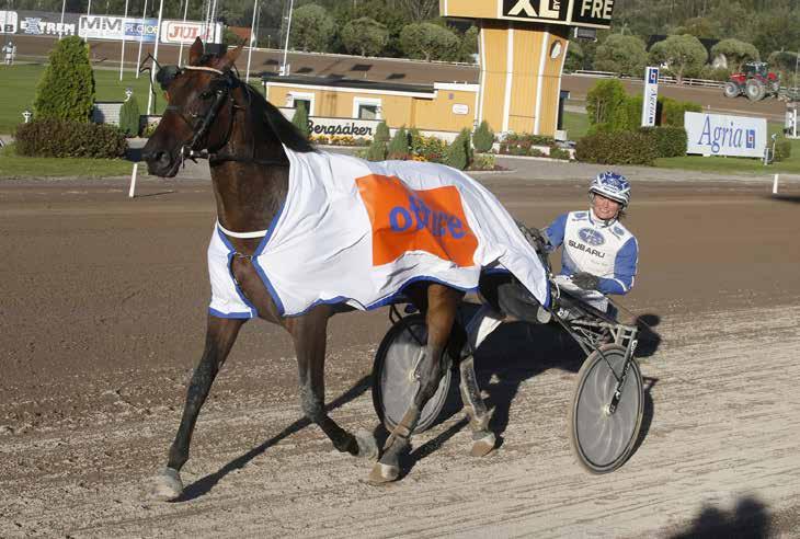 månadens häst oktober2017 Foto: Hanold/Foto-Mike Foto:Hanold/Foto-Mike Valack 5 år e. Zola Boko u. Princess Norrgård ue.